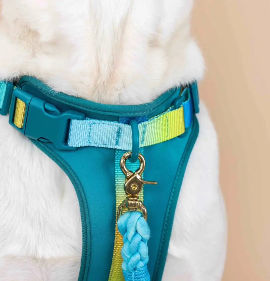 The Joey Harness Papyrus