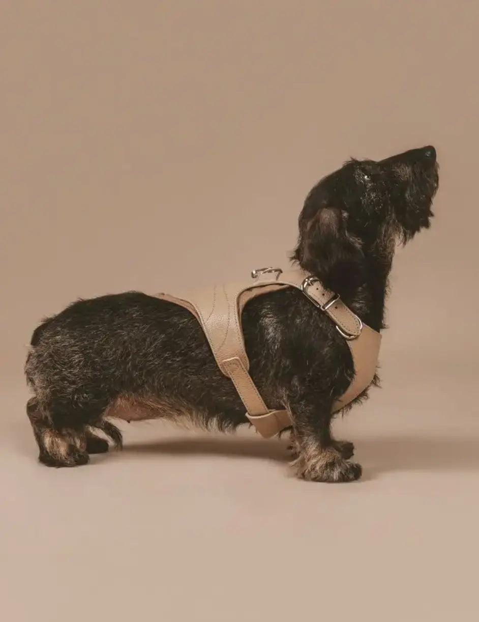 Quilted Leather Harness The Little Pooch