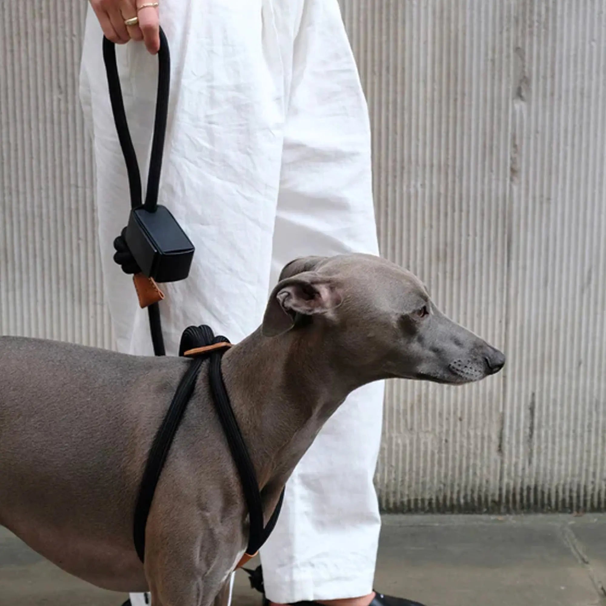 All-in-One Leather Leash and Harness Set