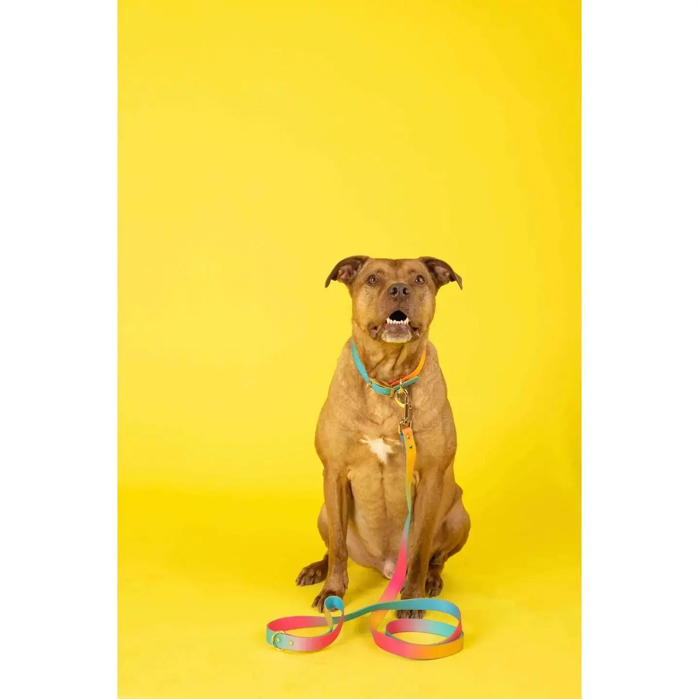 Cleo Neon Pink Poop Bag Dispenser | Vegan Leather The Little Pooch