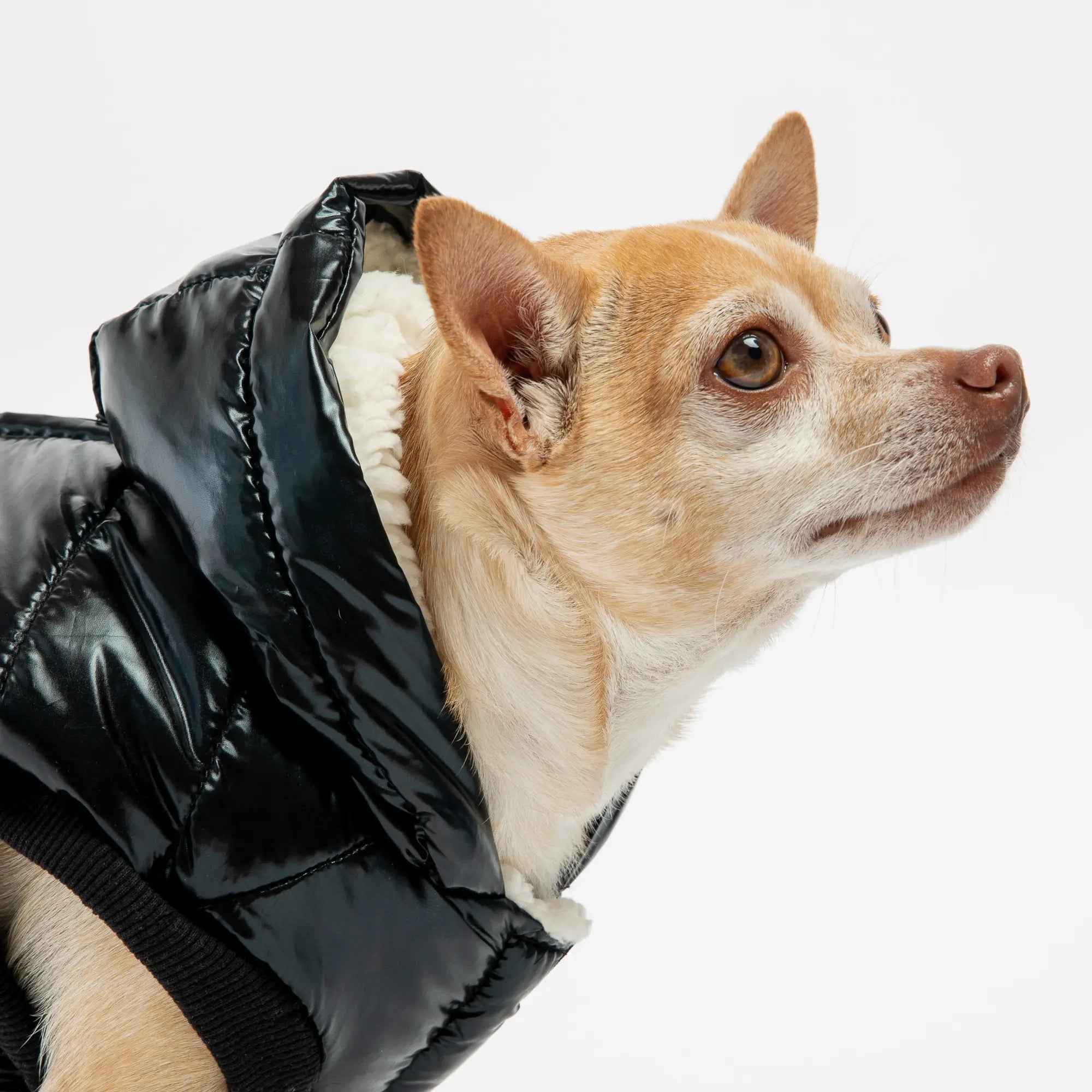 Emma Dog Jacket - Black Copper Nesoi