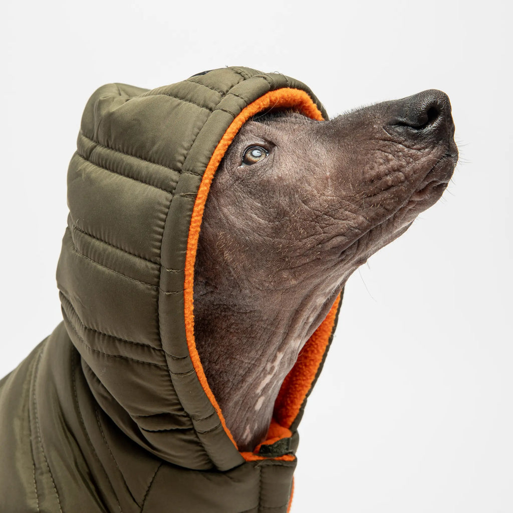 Noah Dog Jacket - Cypress Copper Nesoi