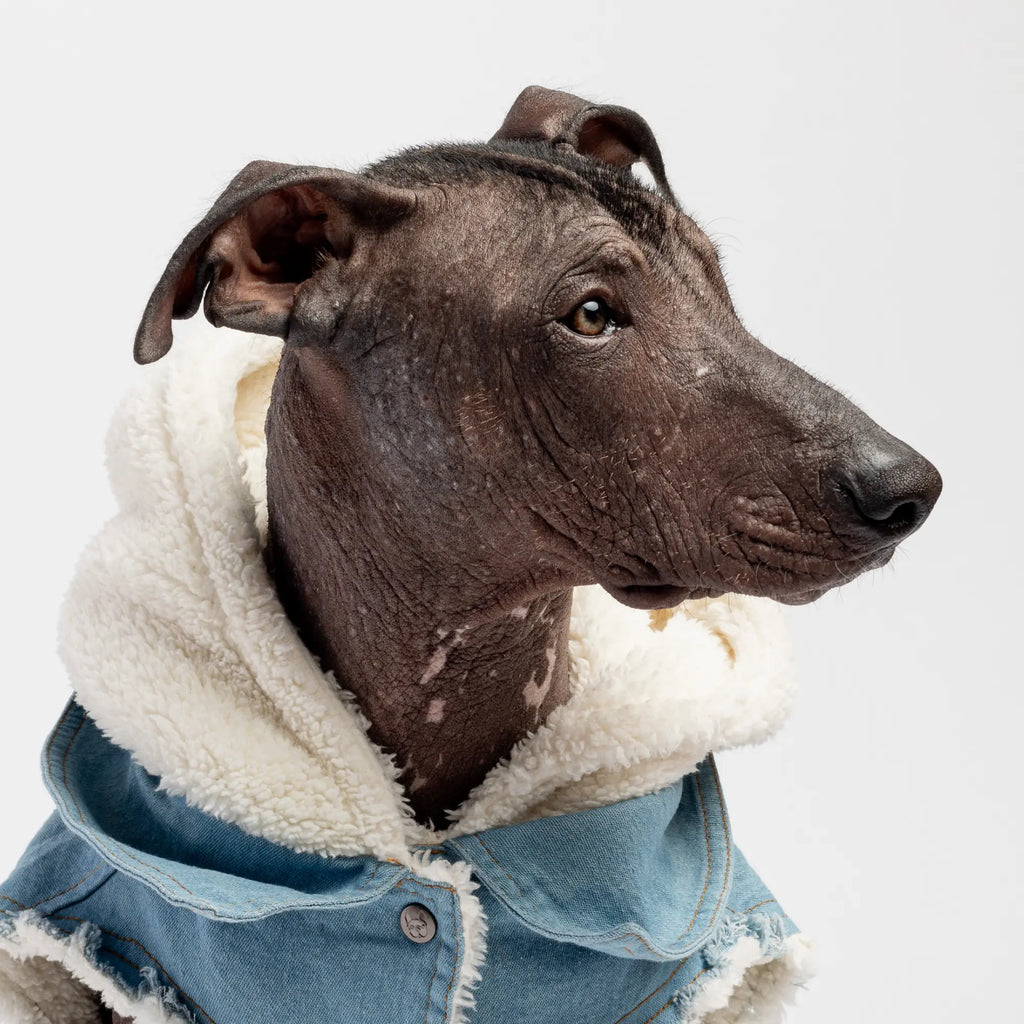 The Justin - Denim Dog Jacket Copper Nesoi
