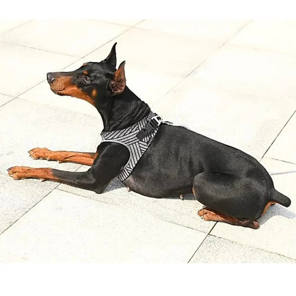 Reflective Shock Absorbent  Air Fly Dog Harness Sky Blue Arachne