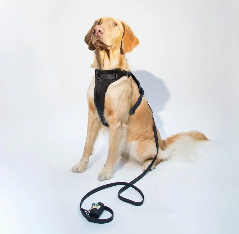 Lightweight Adjustable Cushioned Dog Harness Set SilverPaw