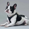 Vanguard Luxe Leather Harness The Little Pooch
