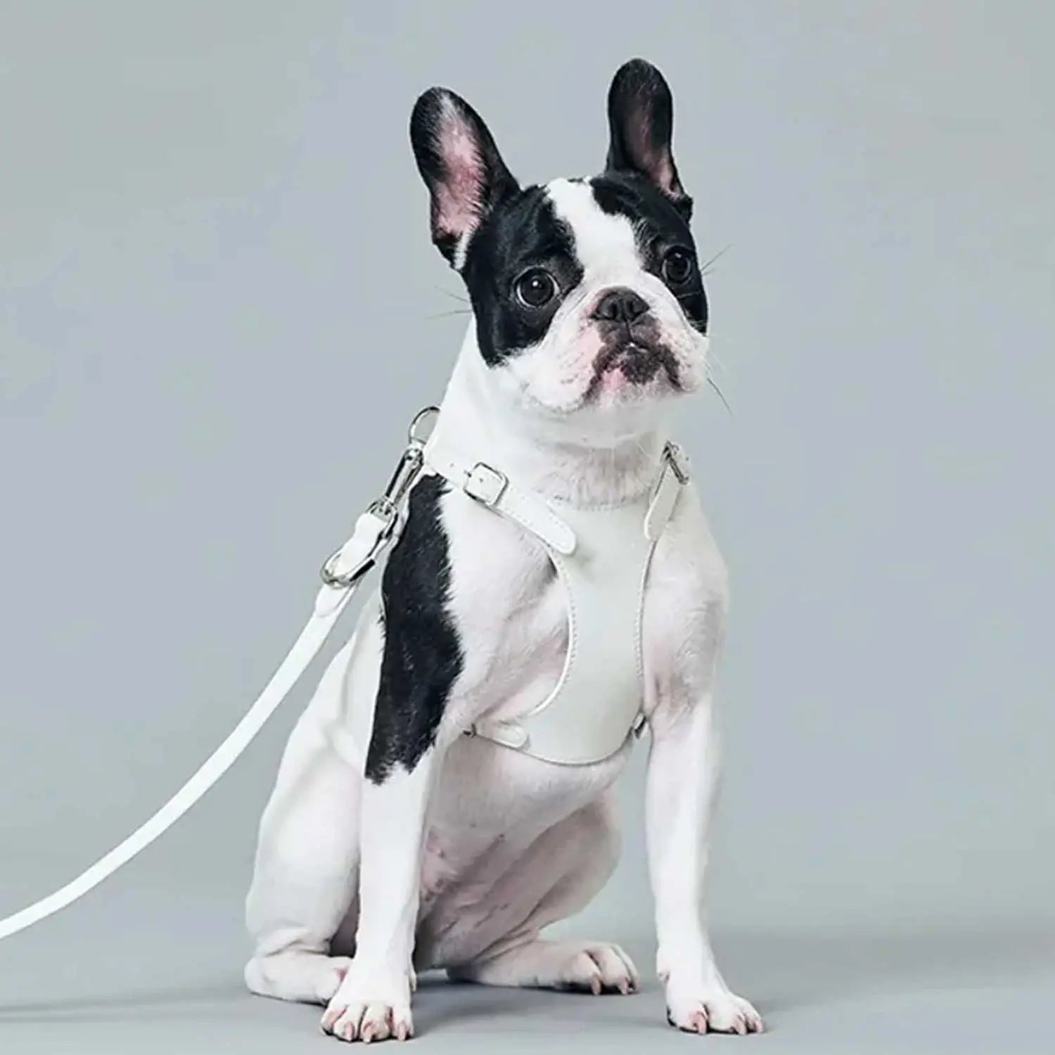 Vanguard Luxe Leather Harness The Little Pooch
