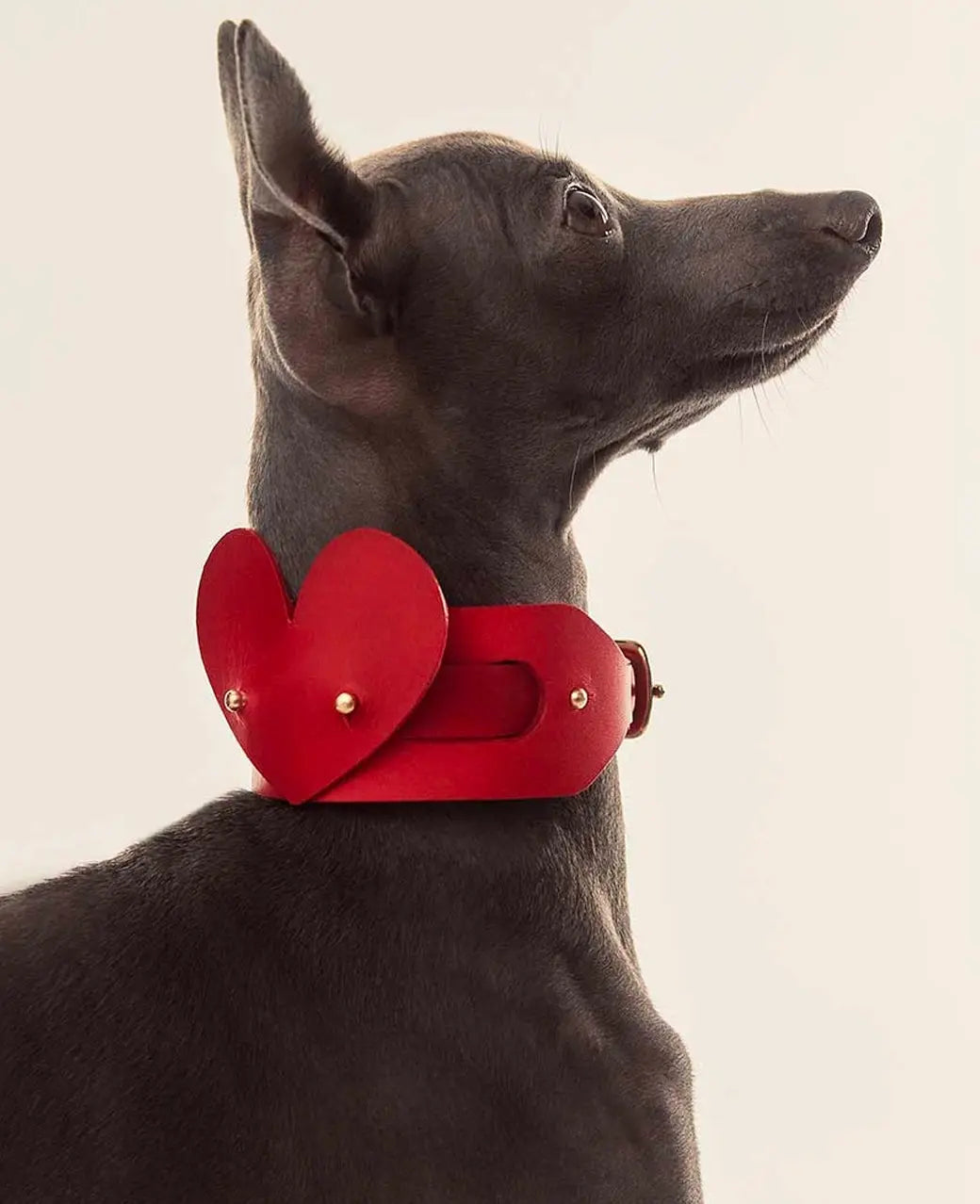 The  Handcrafted Heart & Soul Leather Dog Collar INDÓMITO