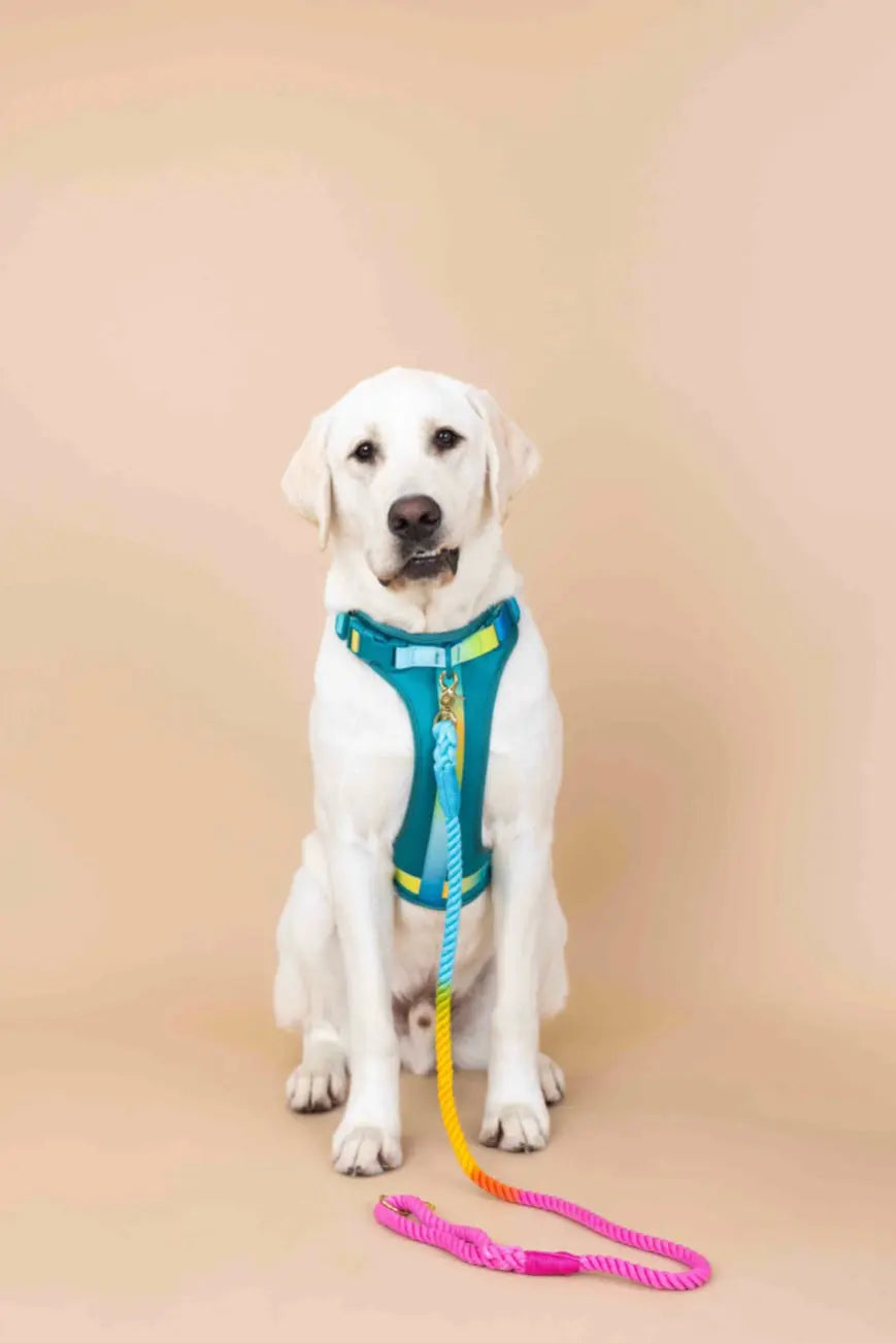 The Joey Harness Papyrus