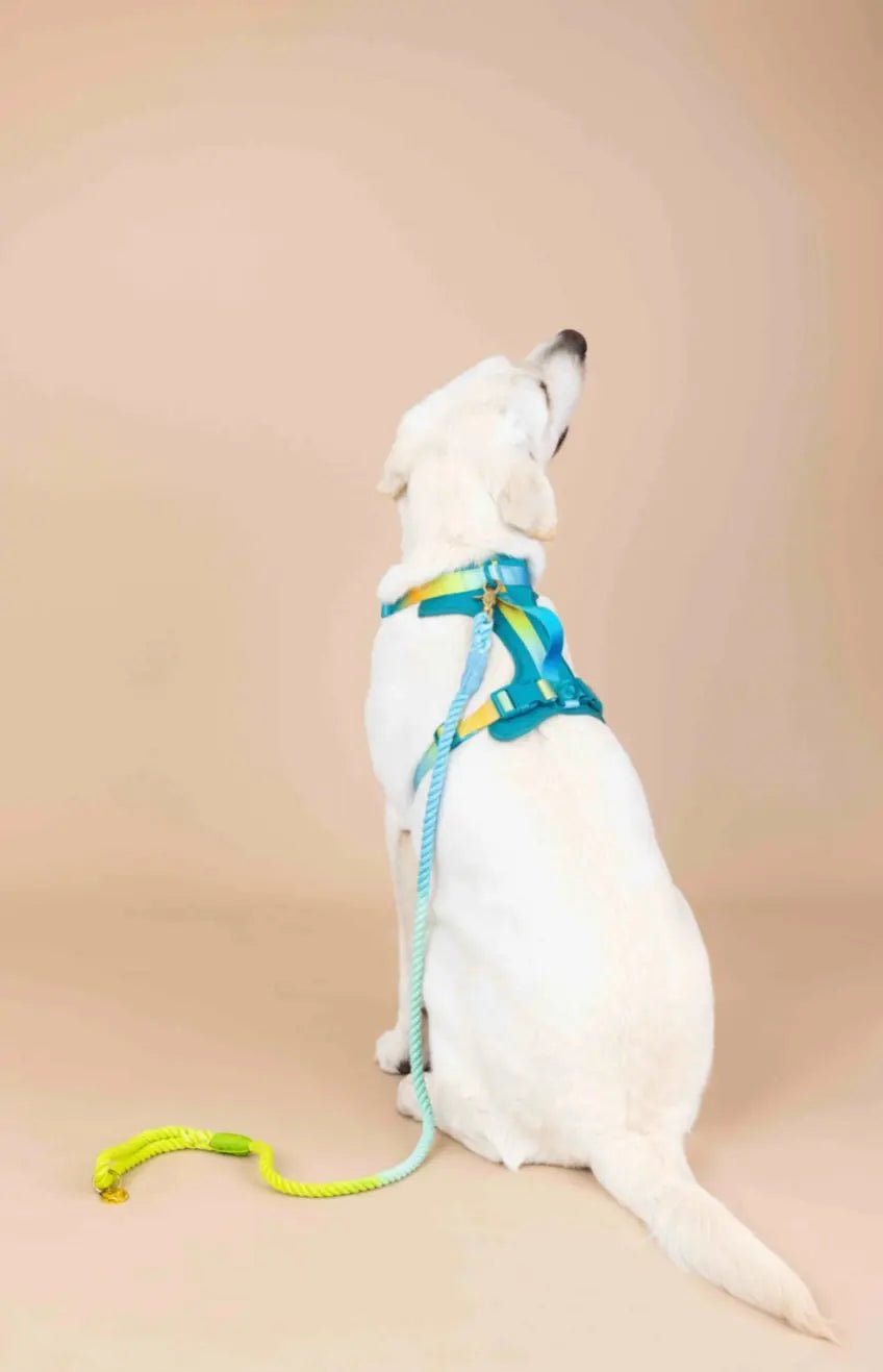 The Joey Harness Papyrus