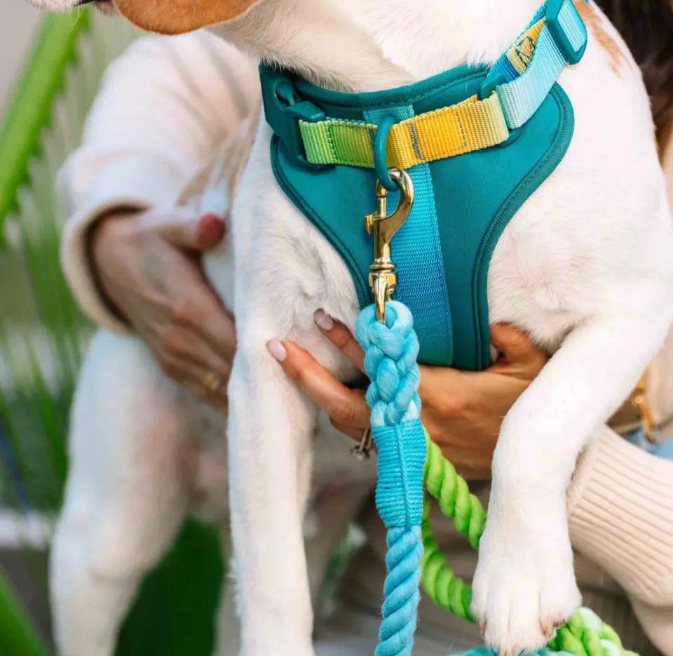 The Joey Harness Papyrus