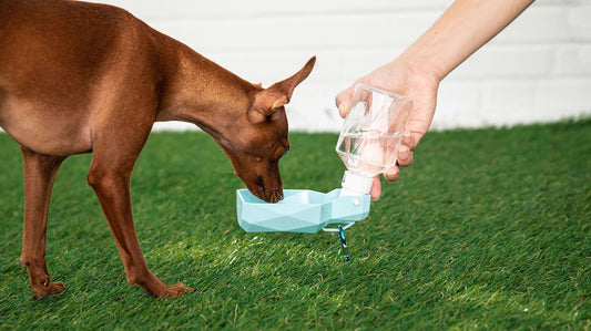 Travel Water Bowl