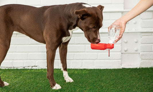 Travel Water Bowl