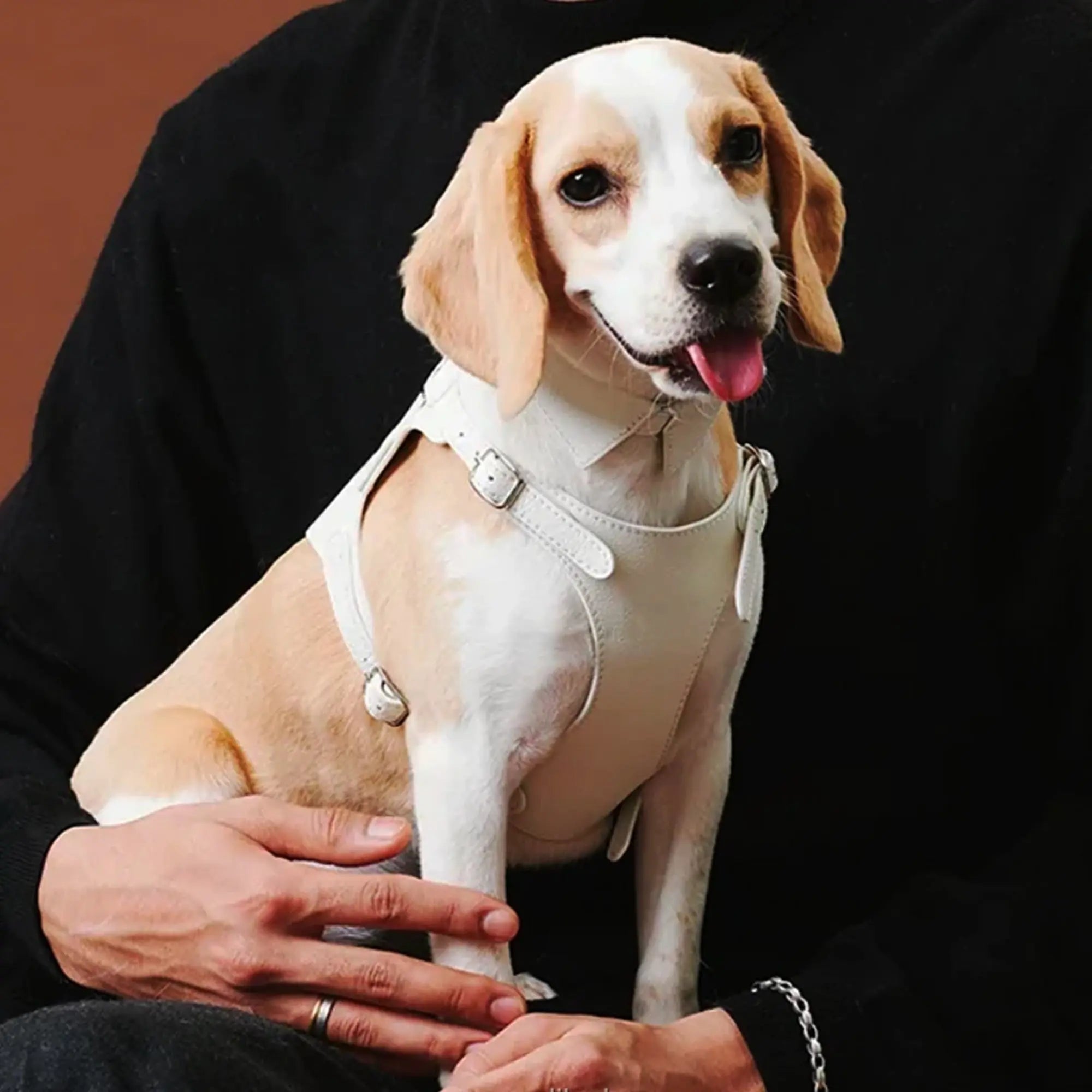 Vanguard Luxe Leather Harness The Little Pooch