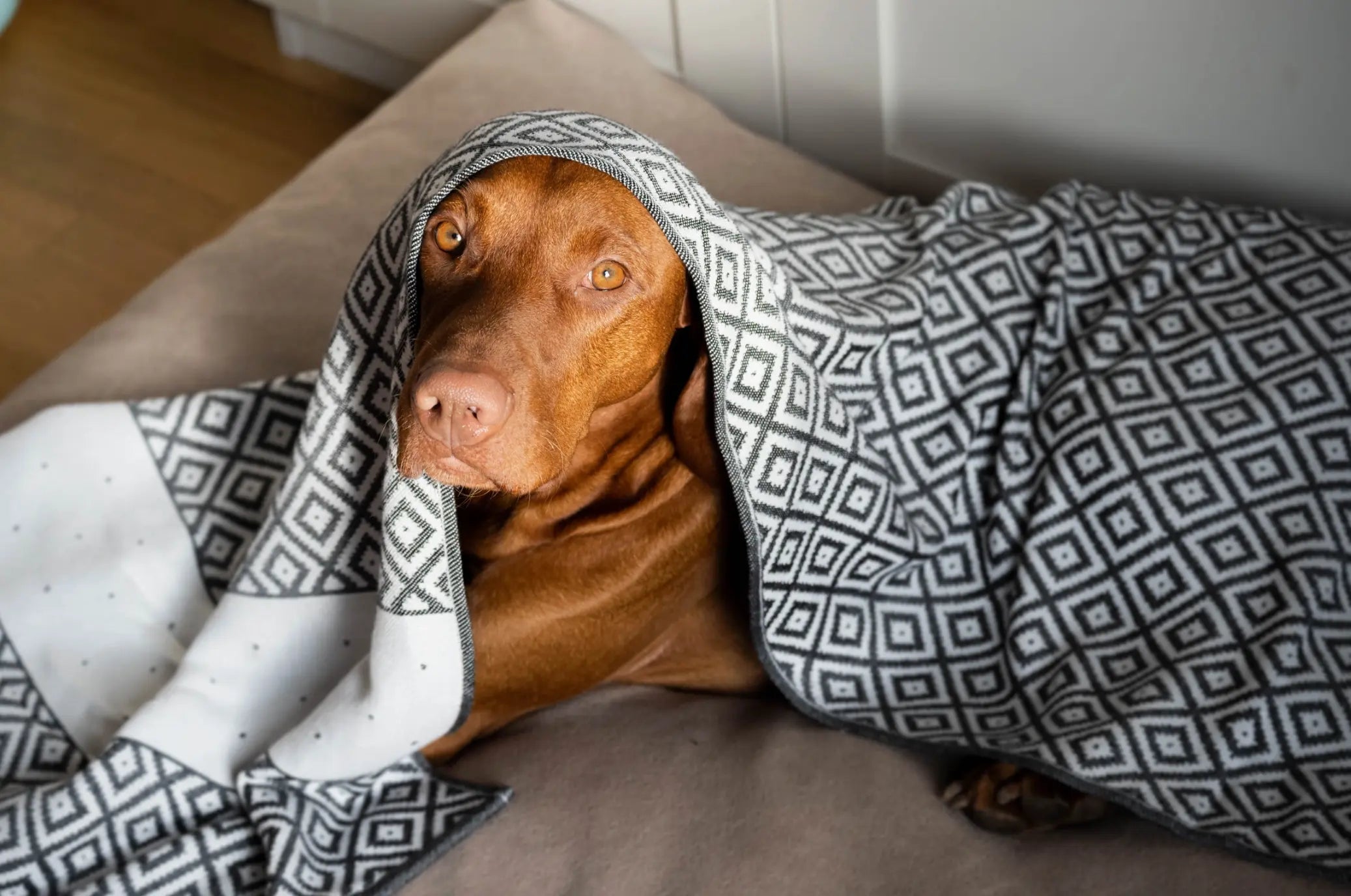 Soft pet blanket
