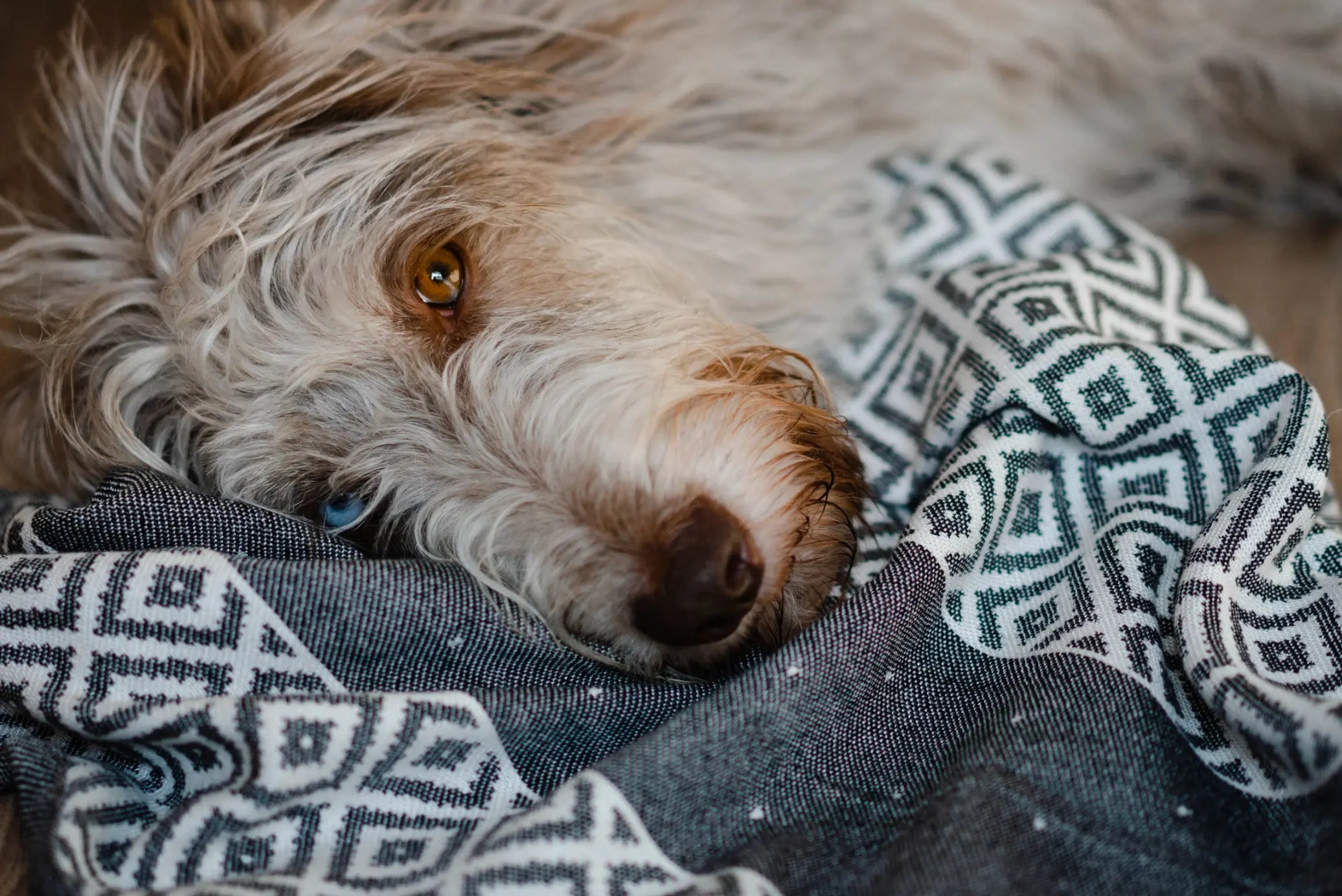Linaa Luxury Dog/Cat Towel The Little Pooch