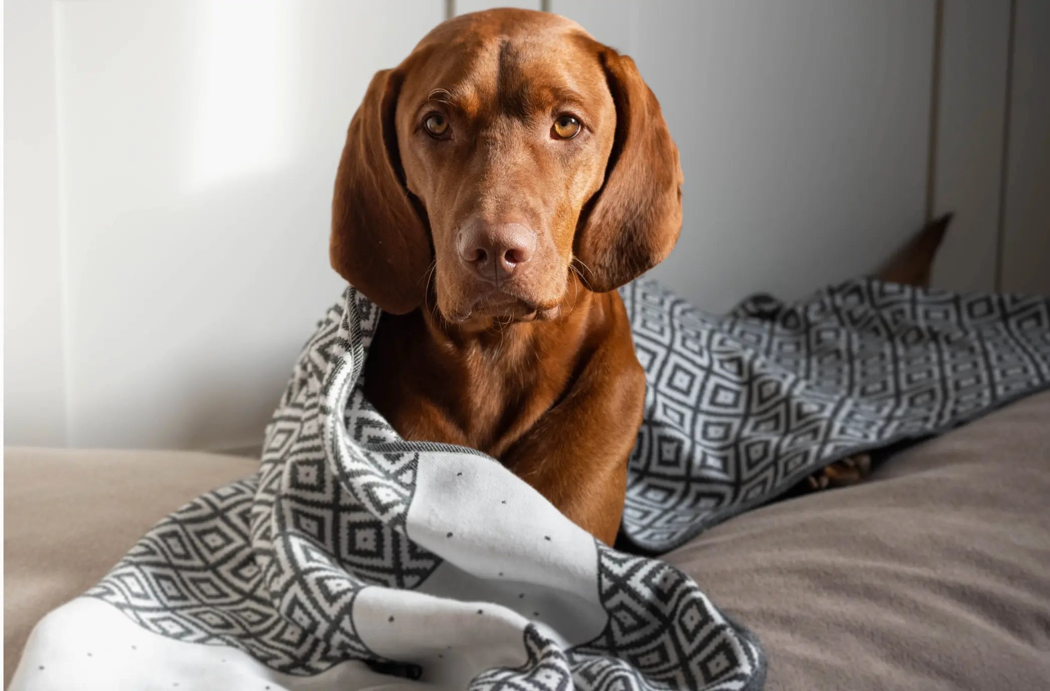 Linaa Luxury Dog/Cat Towel The Little Pooch