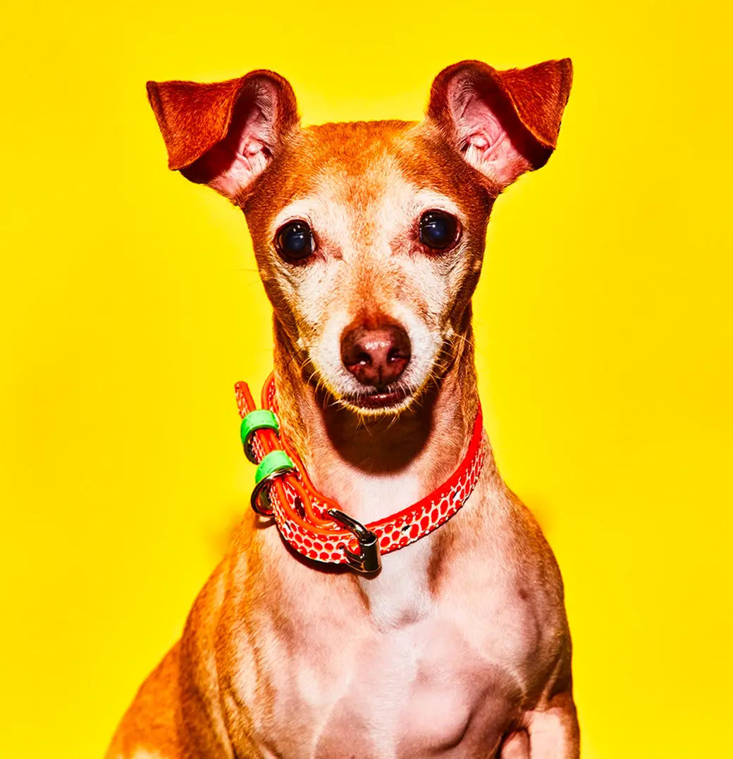 Embossed Dot Leather Leash & Collar The Little Pooch