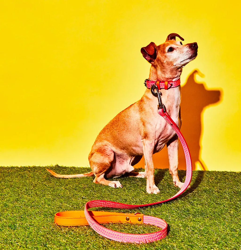 Embossed Dot Leather Leash & Collar The Little Pooch