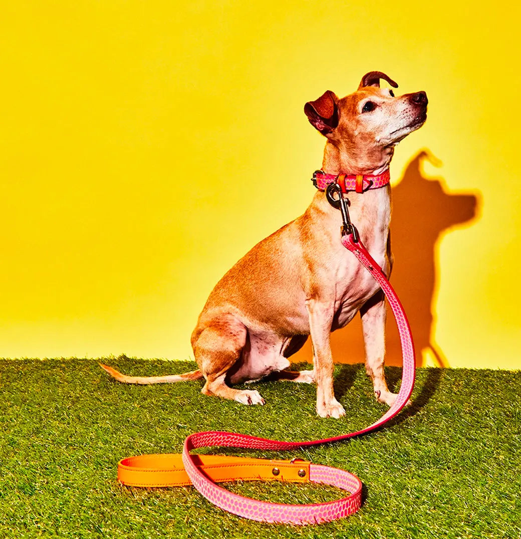 Embossed Dot Leather Leash & Collar The Little Pooch