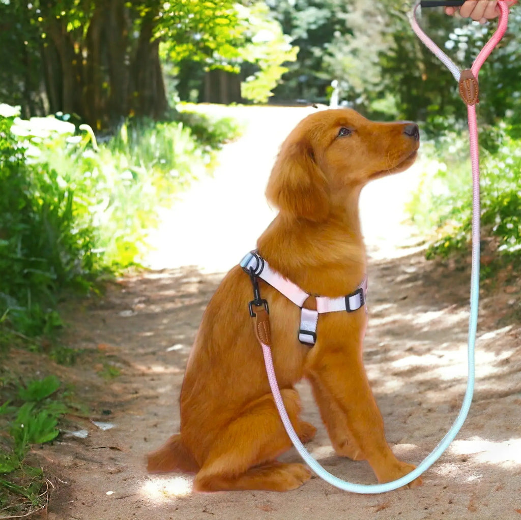 Ombre Harness and Leash Set The Little Pooch