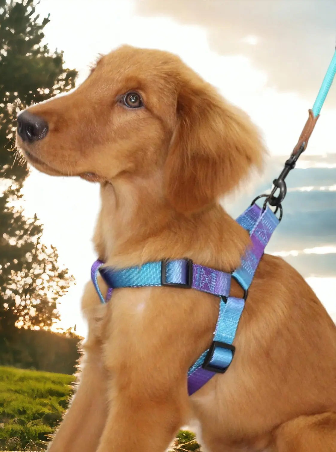 Ombre Harness and Leash Set The Little Pooch