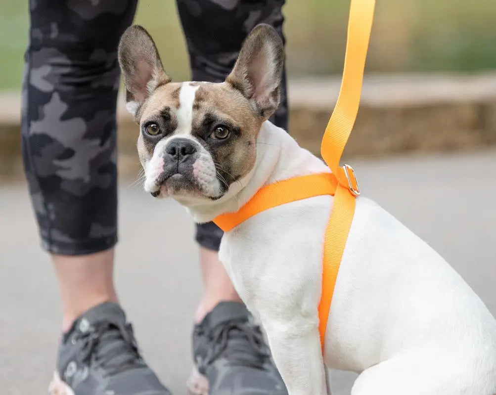 3 IN 1 NEON GLOW COLLAR LEASH HARNESS Peach Lelantos