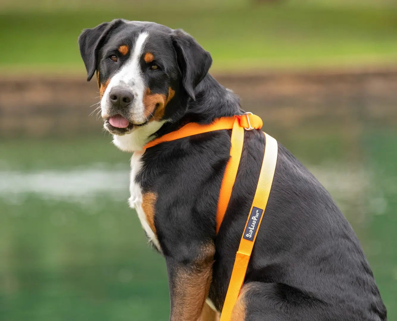 3 IN 1 NEON GLOW COLLAR LEASH HARNESS Peach Lelantos