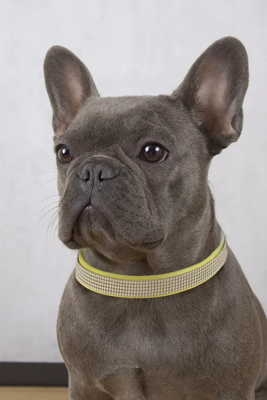 Sparkle Pup Rhinestone Dog Collar The Little Pooch