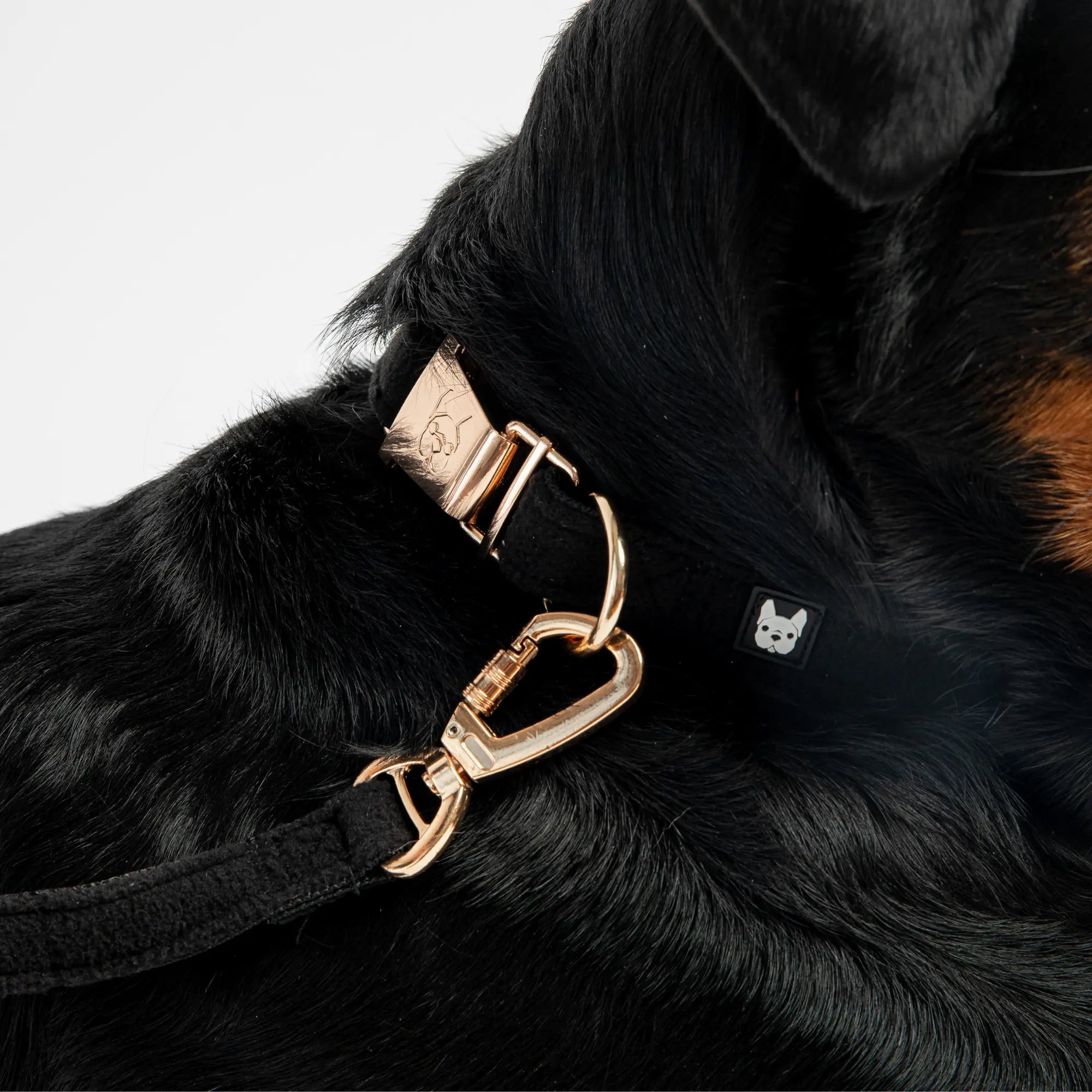 Aquafleece Dog Leash - Black Copper Nesoi