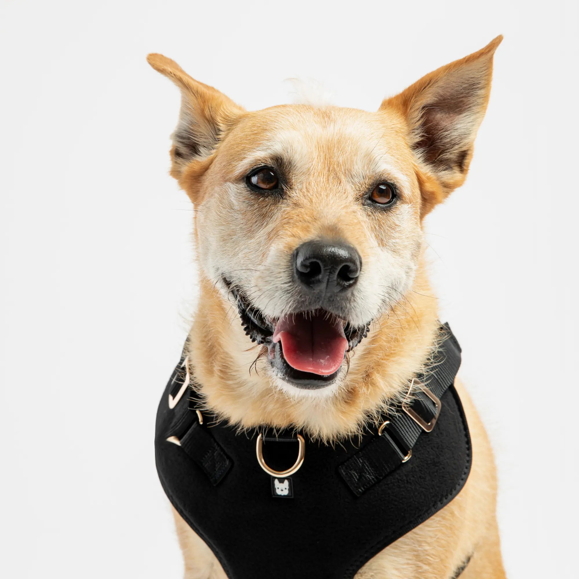 Aquafleece Water Resistant Dog Harness - Black Copper Nesoi