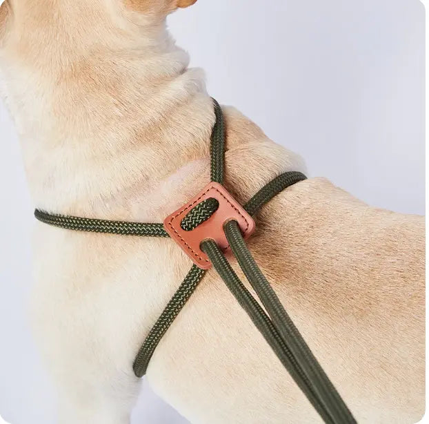 The all in one leash The Little Pooch
