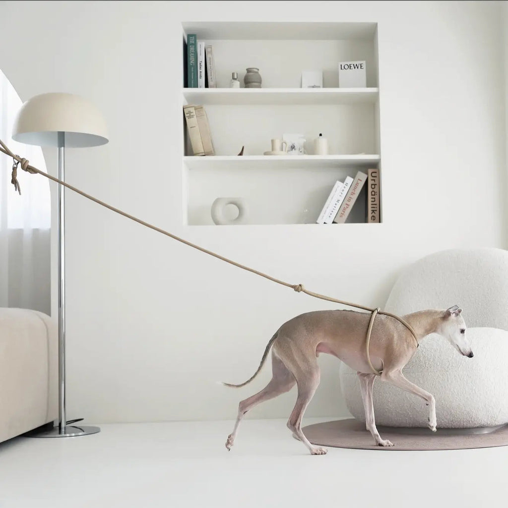 Y-Elite All-in-One Harness Leash Hozi