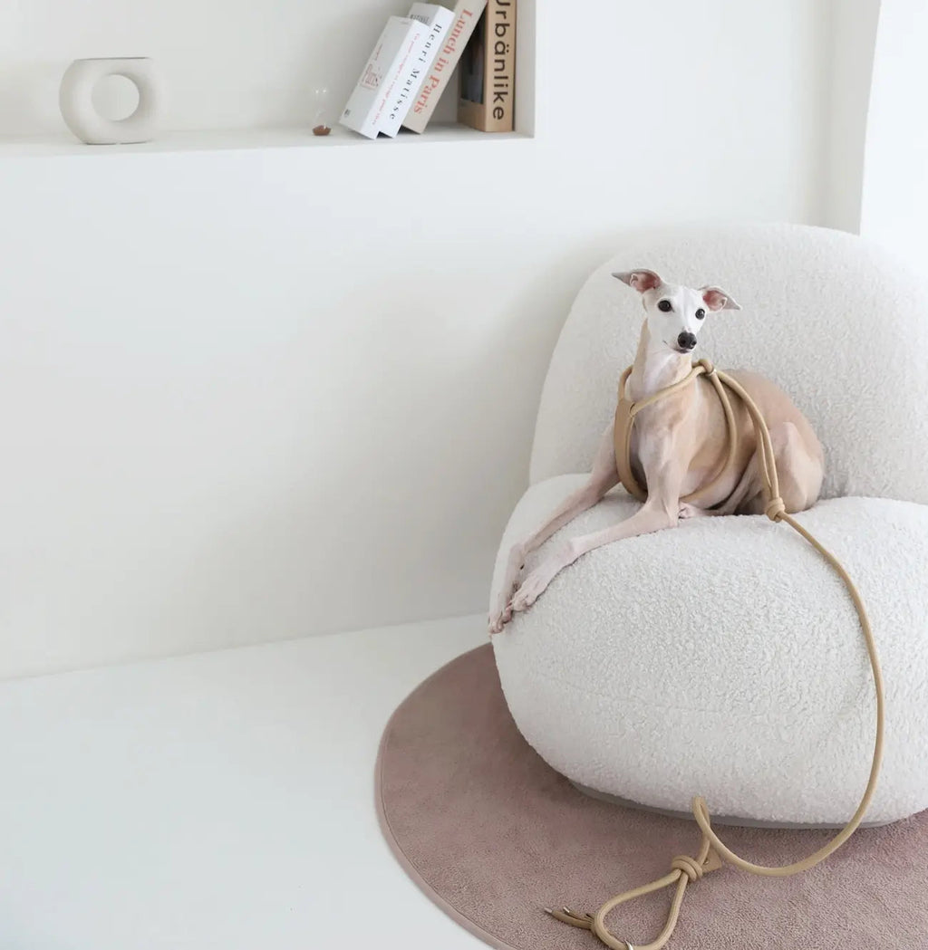 Y-Elite All-in-One Harness Leash Hozi