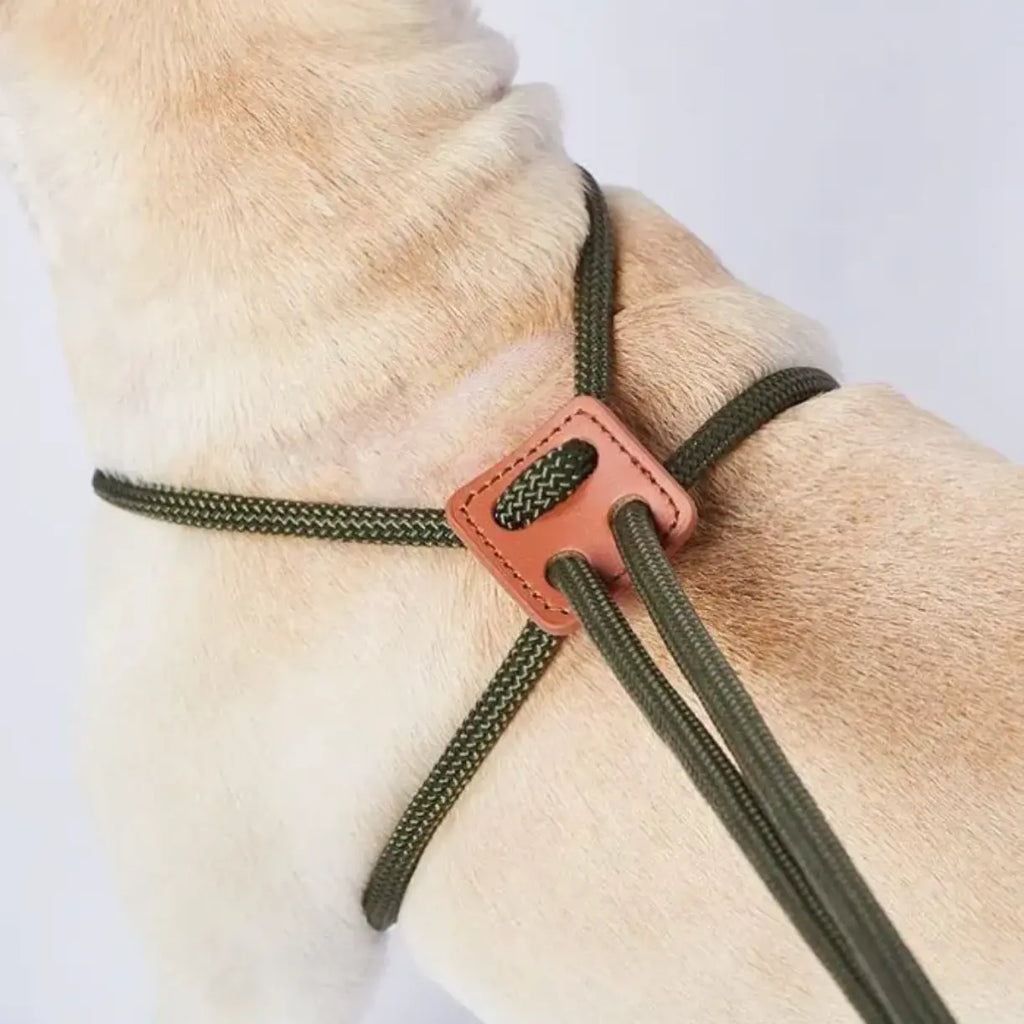 The all in one leash The Little Pooch