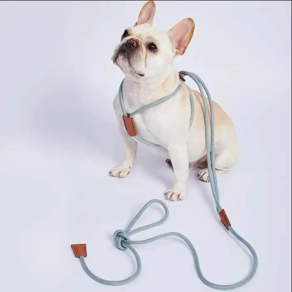 The all in one leash The Little Pooch