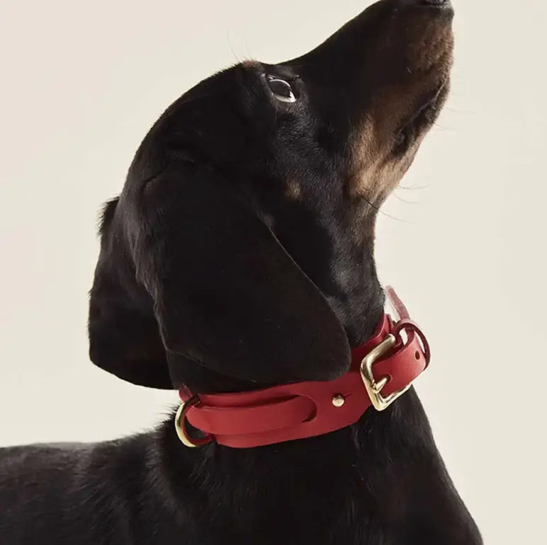 Handcrafted Vegetable Tanned Leather Collar INDÓMITO
