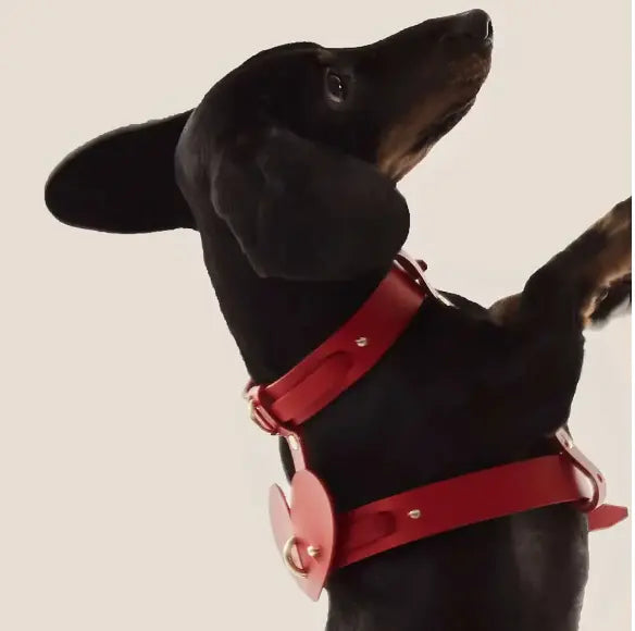 Leather Dog Heart Collar Accessory INDÓMITO