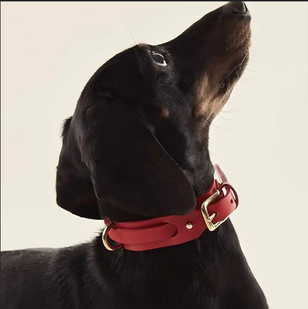 The  Handcrafted Heart & Soul Leather Dog Collar INDÓMITO