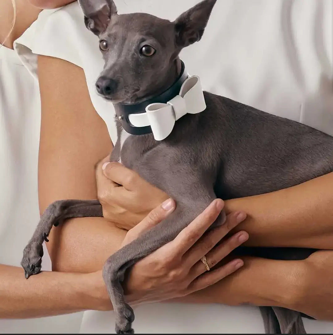 INDÓMITO Dog Bow Tie · White INDÓMITO