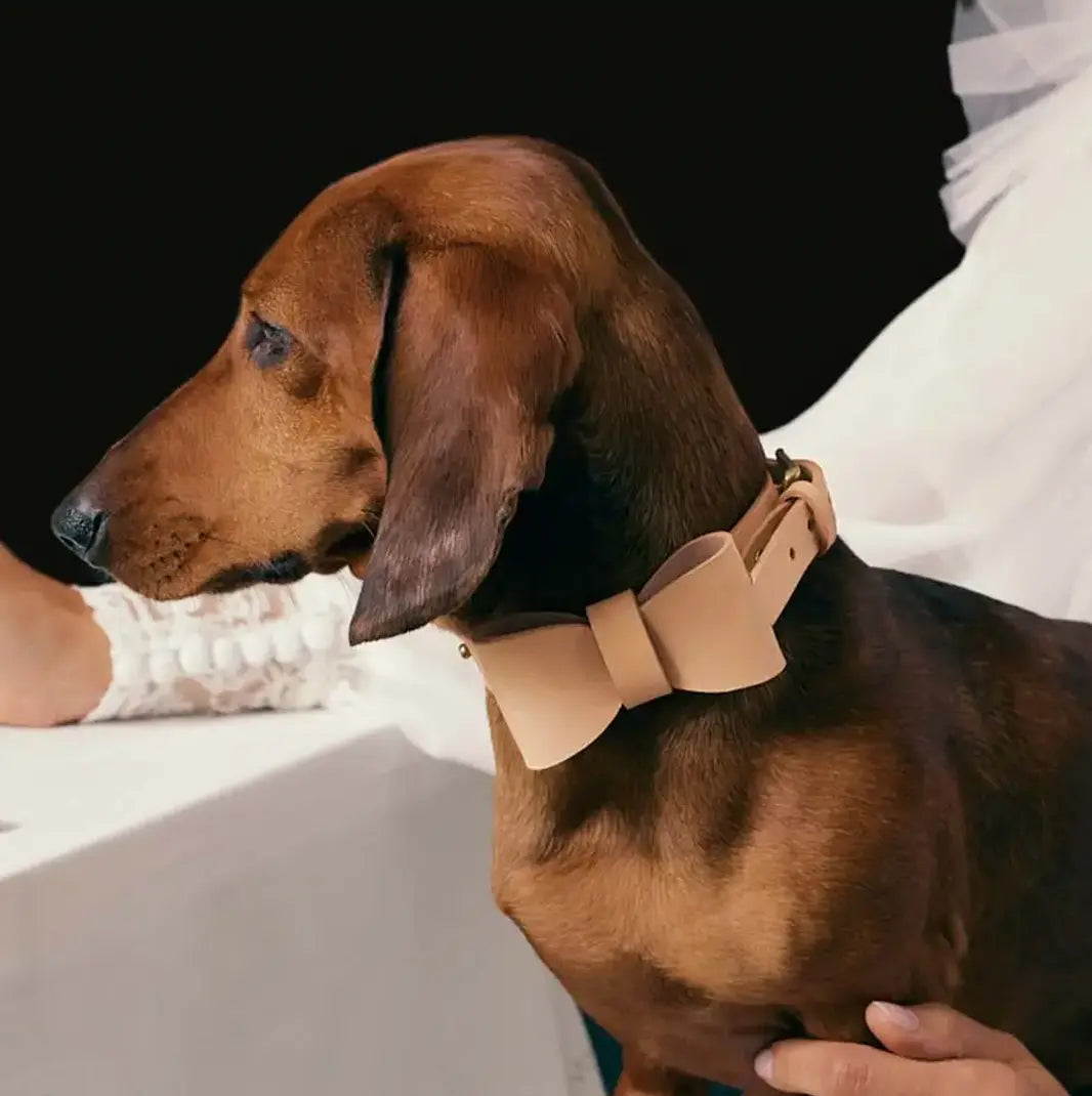 INDÓMITO Dog Bow Tie · White INDÓMITO