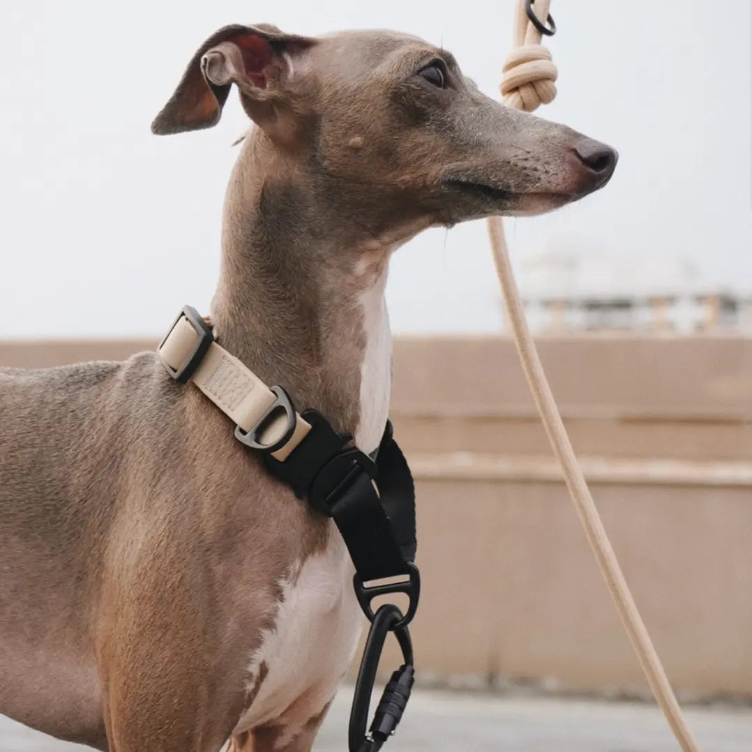 Ava Martingale//Dog Collar The Little Pooch