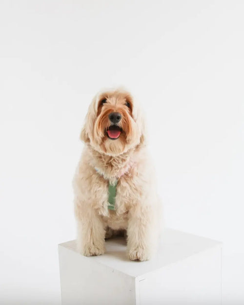 Radiant Rover Dog Harness Furlou
