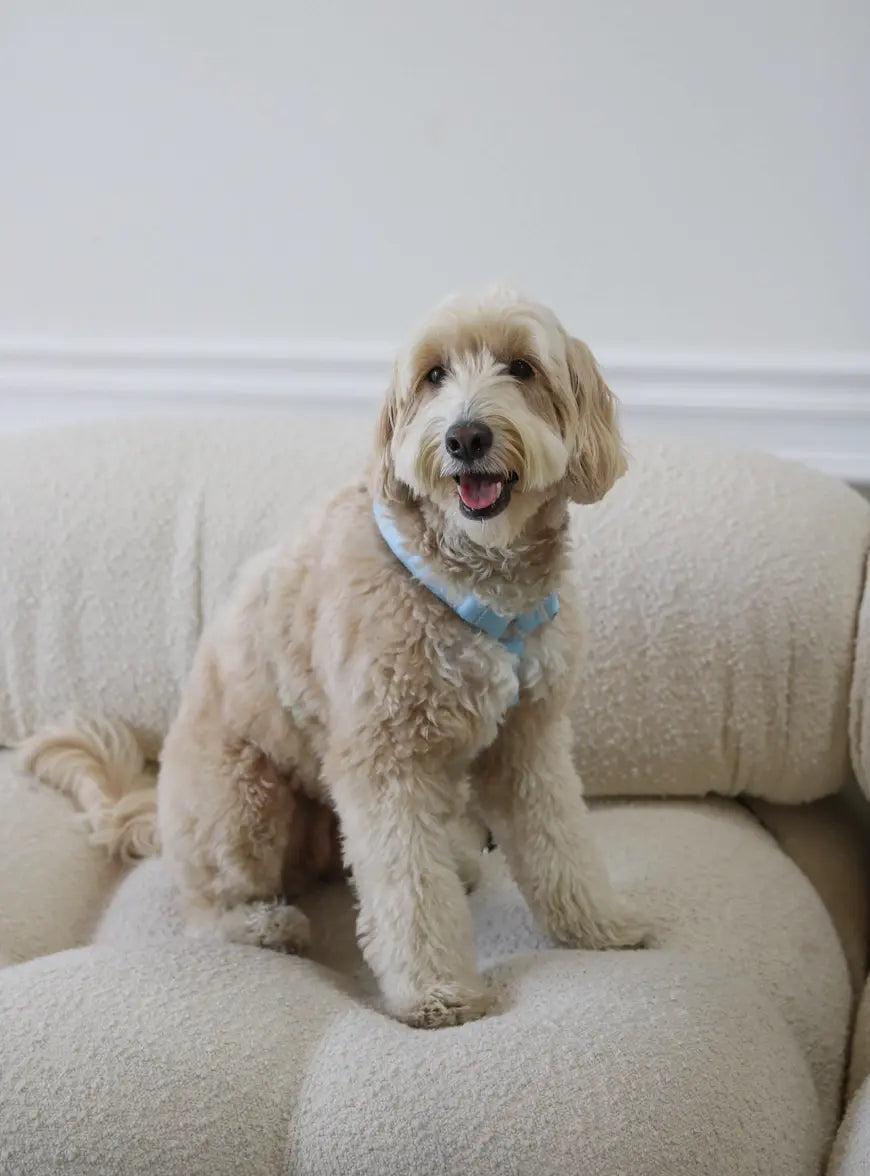 Breezy BlueDog Harness Cool Comfort Meets Durable Design Furlou