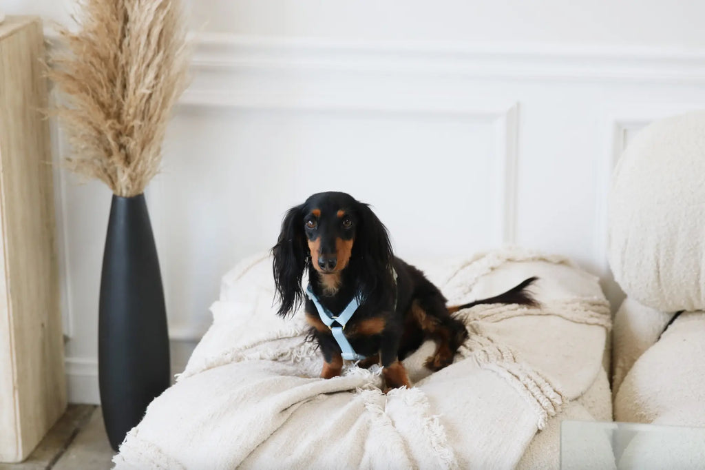 Breezy BlueDog Harness Cool Comfort Meets Durable Design Furlou