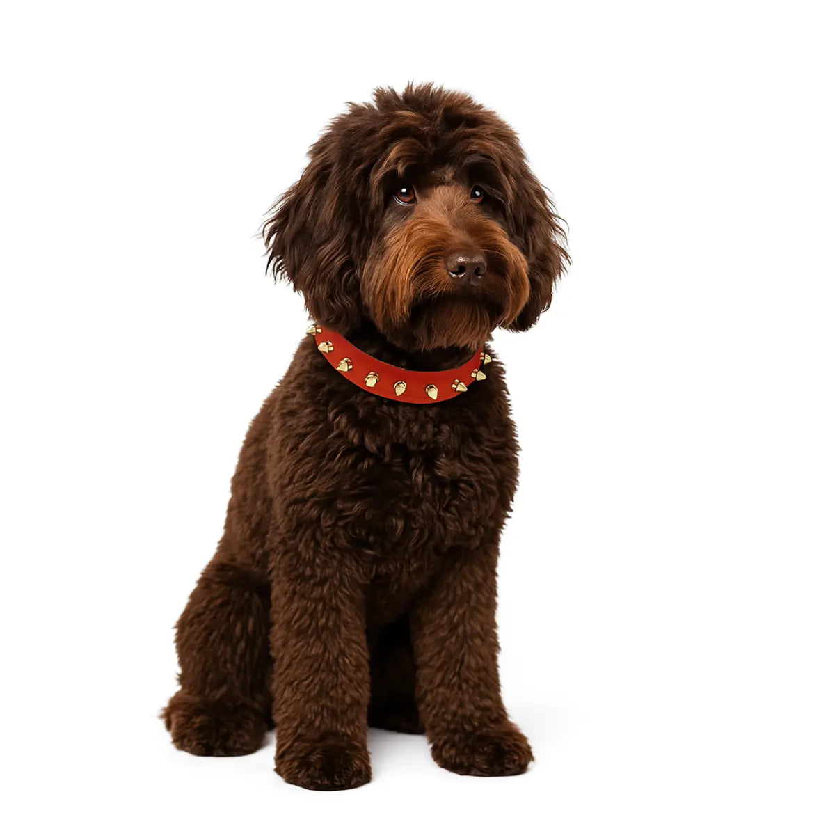 Spiked Studded Dog Collar with Metal Rivet Adjustable Heavy Duty Elevate your pet's style with our spiked studded dog collar. Soft and stylish, perfect for small to medium breeds. Shop cool chic dog accessories!Standard Collars