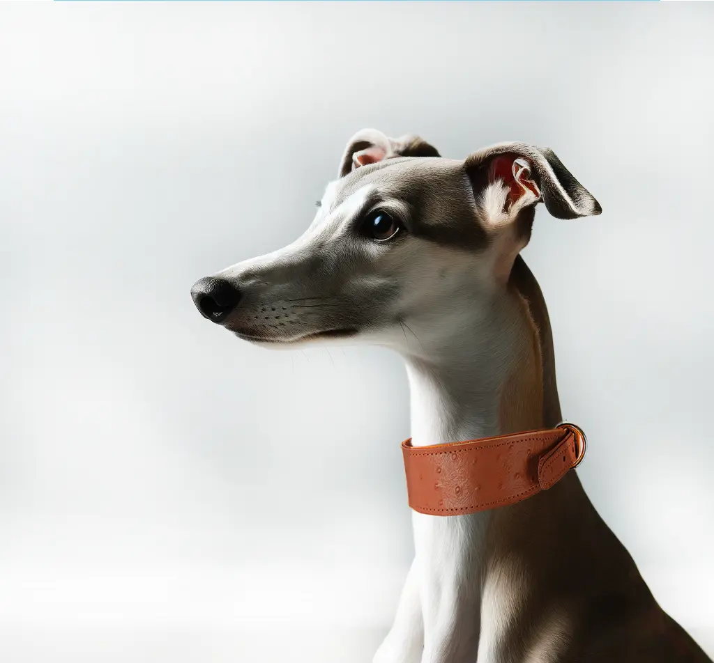 The Clyde Leather Solid Dog Collar The Little Pooch