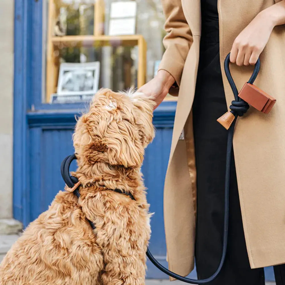 All-in-One Leather Leash and Harness Set The Little Pooch