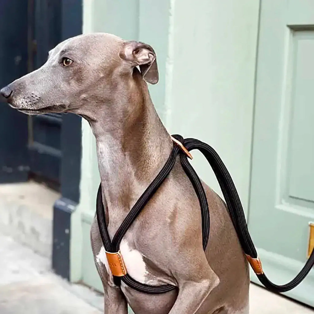 All-in-One Leather Leash and Harness Set The Little Pooch