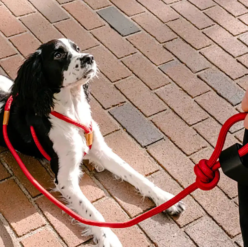 All-in-One Leather Leash and Harness Set The Little Pooch